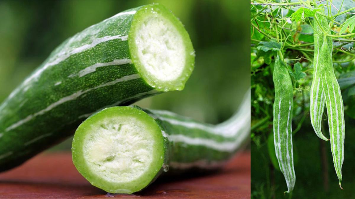 Snake Gourd Seeds (Lặc Lày) – Edible Japanese Luffa, Non-GMO Heirloom