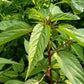 Red-Stem Molokhia Seeds – Egyptian Spinach – Rau Đay Thân Đỏ