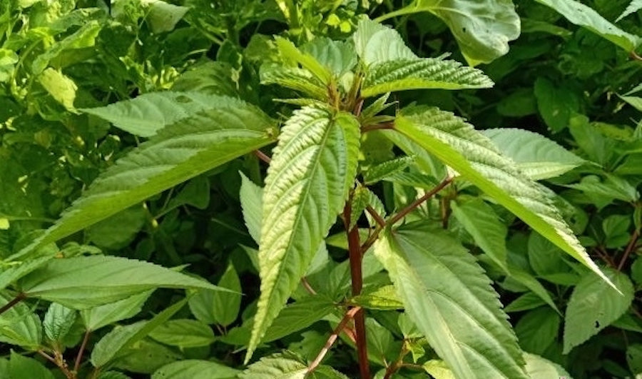 Red-Stem Molokhia Seeds – Egyptian Spinach – Rau Đay Thân Đỏ