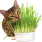 Organic Hard Red Wheatgrass Seeds – Non-GMO Wheat Seeds for Cat Grass, Pet Grass, Sprouting, Microgreens & Juicing