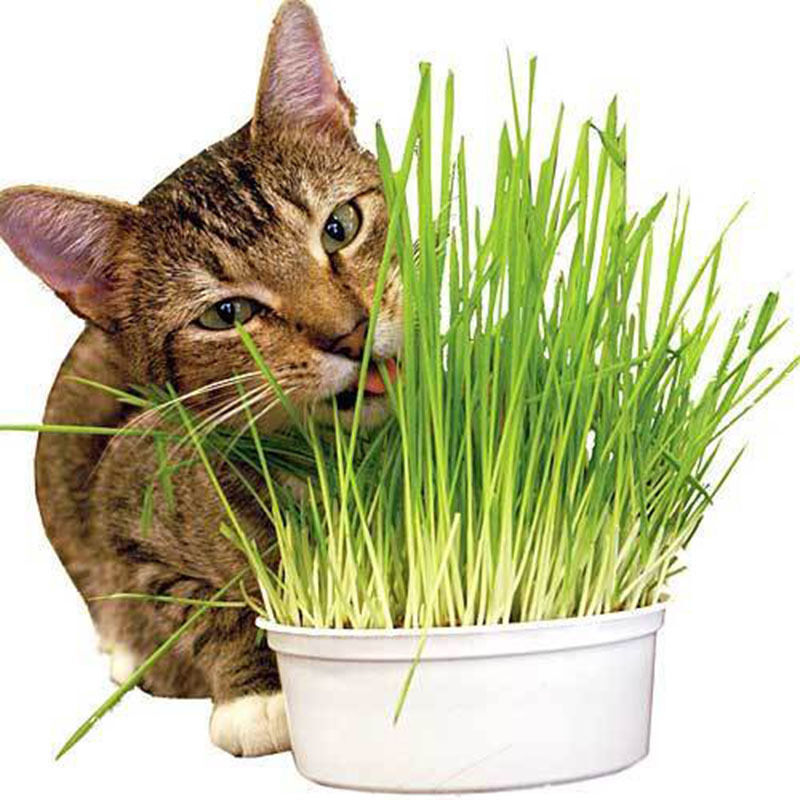 Organic Hard Red Wheatgrass Seeds – Non-GMO Wheat Seeds for Cat Grass, Pet Grass, Sprouting, Microgreens & Juicing
