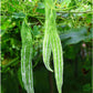 Snake Gourd Seeds (Lặc Lày) – Edible Japanese Luffa, Non-GMO Heirloom