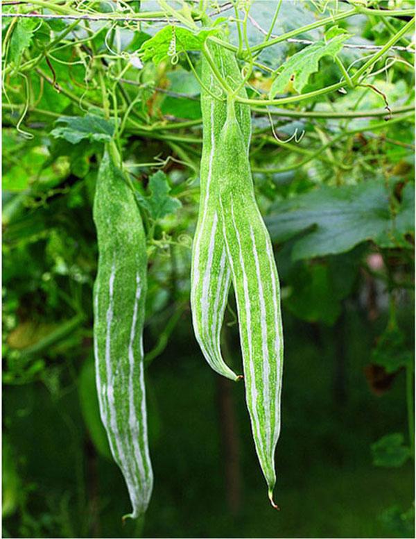 Snake Gourd Seeds (Lặc Lày) – Edible Japanese Luffa, Non-GMO Heirloom