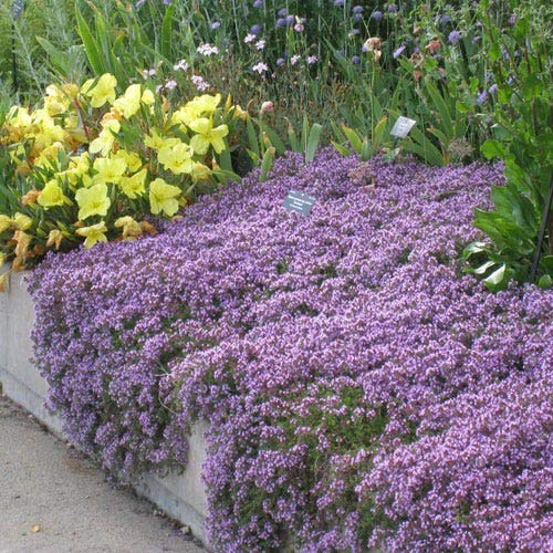 creeping thyme seeds or plants Creeping Thyme Seeds (Thymus serpyllum) – Mai's Family