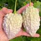 White Apple Bitter Melon Seeds (Momordica charantia) F1 HYBRID