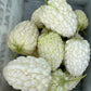 White Apple Bitter Melon Seeds (Momordica charantia) F1 HYBRID