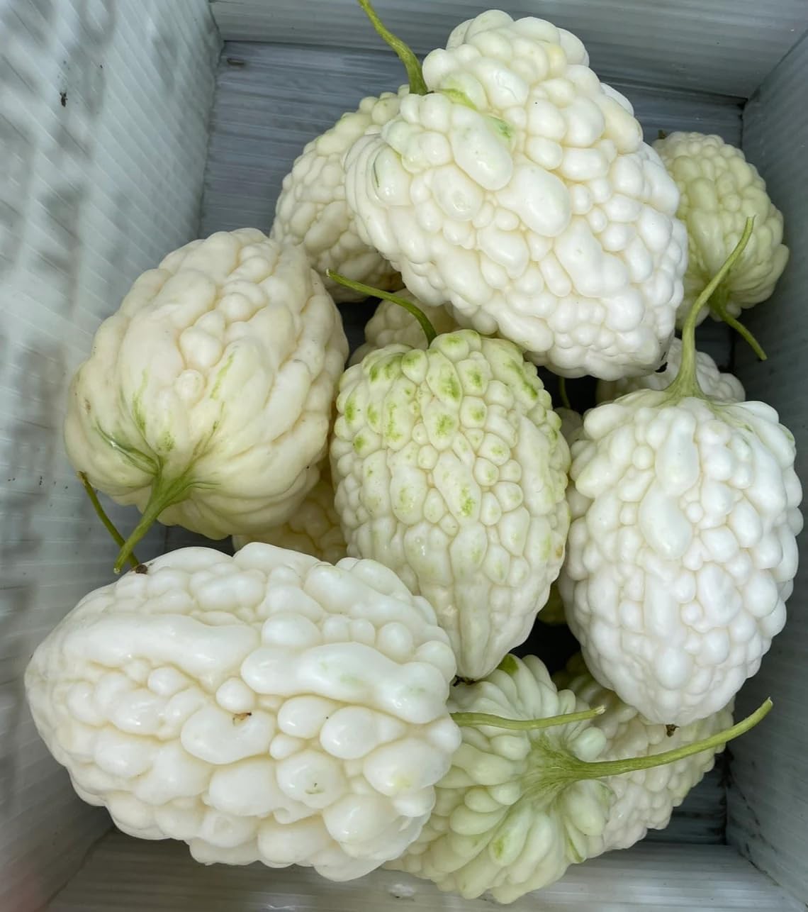 White Apple Bitter Melon Seeds (Momordica charantia) F1 HYBRID