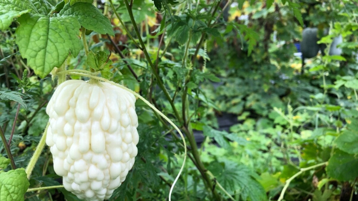 White Apple Bitter Melon Seeds (Momordica charantia) F1 HYBRID
