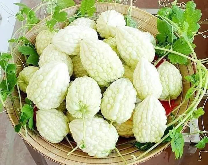 White Apple Bitter Melon Seeds (Momordica charantia) F1 HYBRID