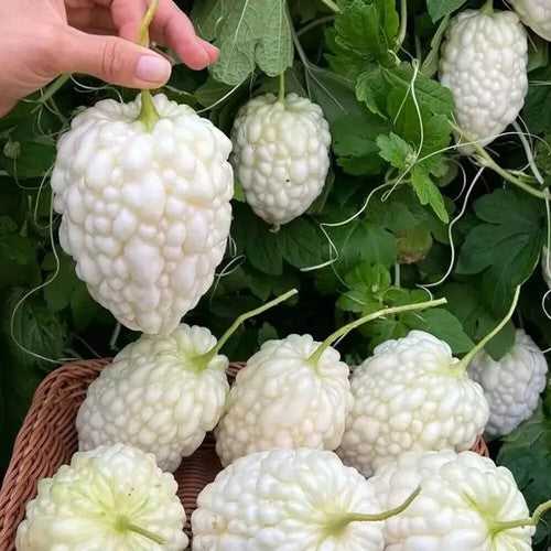 White Apple Bitter Melon Seeds (Momordica charantia) F1 HYBRID