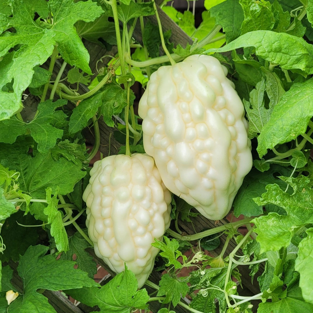 White Apple Bitter Melon Seeds (Momordica charantia) F1 HYBRID
