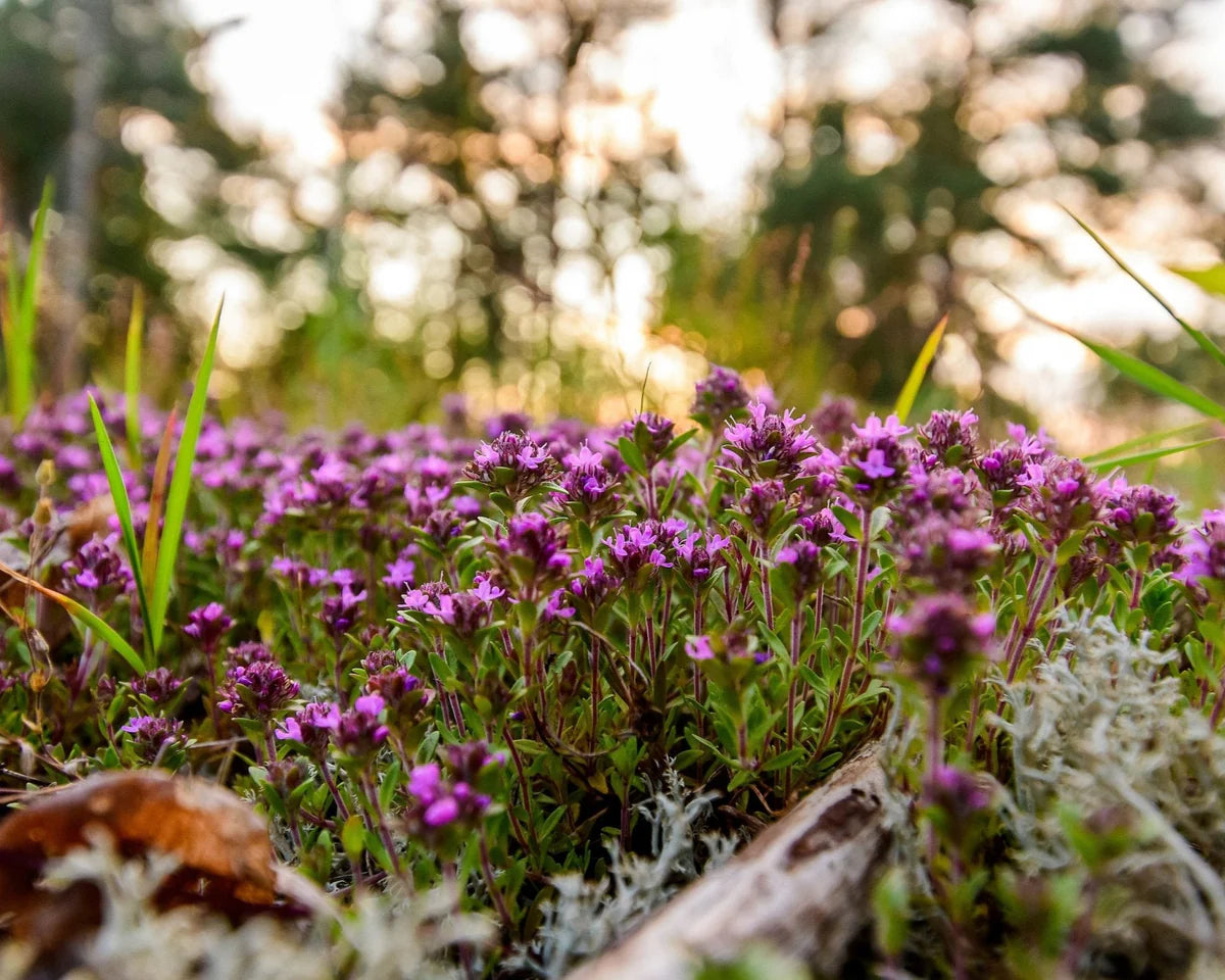planting creeping thyme seeds outdoors Creeping Thyme Seeds (Thymus serpyllum) – Mai's Family