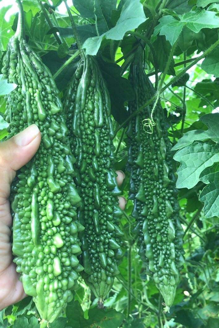 where to buy bitter melon seeds for planting Indian Long Bitter Melon Seeds, Khổ qua rừng gai. Non-GMO Heirloom