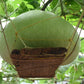 Giant Round Gourd Seeds | Calabash Seeds- Bầu Tròn | Non-GMO, High Yield, Organic