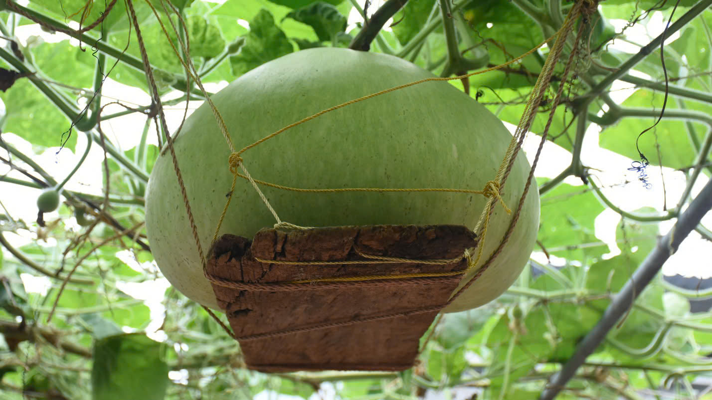 Giant Round Gourd Seeds | Calabash Seeds- Bầu Tròn | Non-GMO, High Yield, Organic