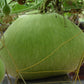 Giant Round Gourd Seeds | Calabash Seeds- Bầu Tròn | Non-GMO, High Yield, Organic