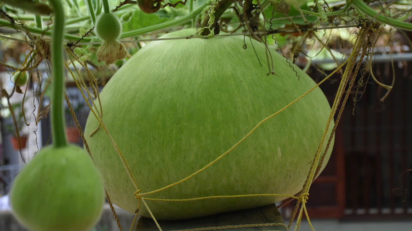 Giant Round Gourd Seeds | Calabash Seeds- Bầu Tròn | Non-GMO, High Yield, Organic