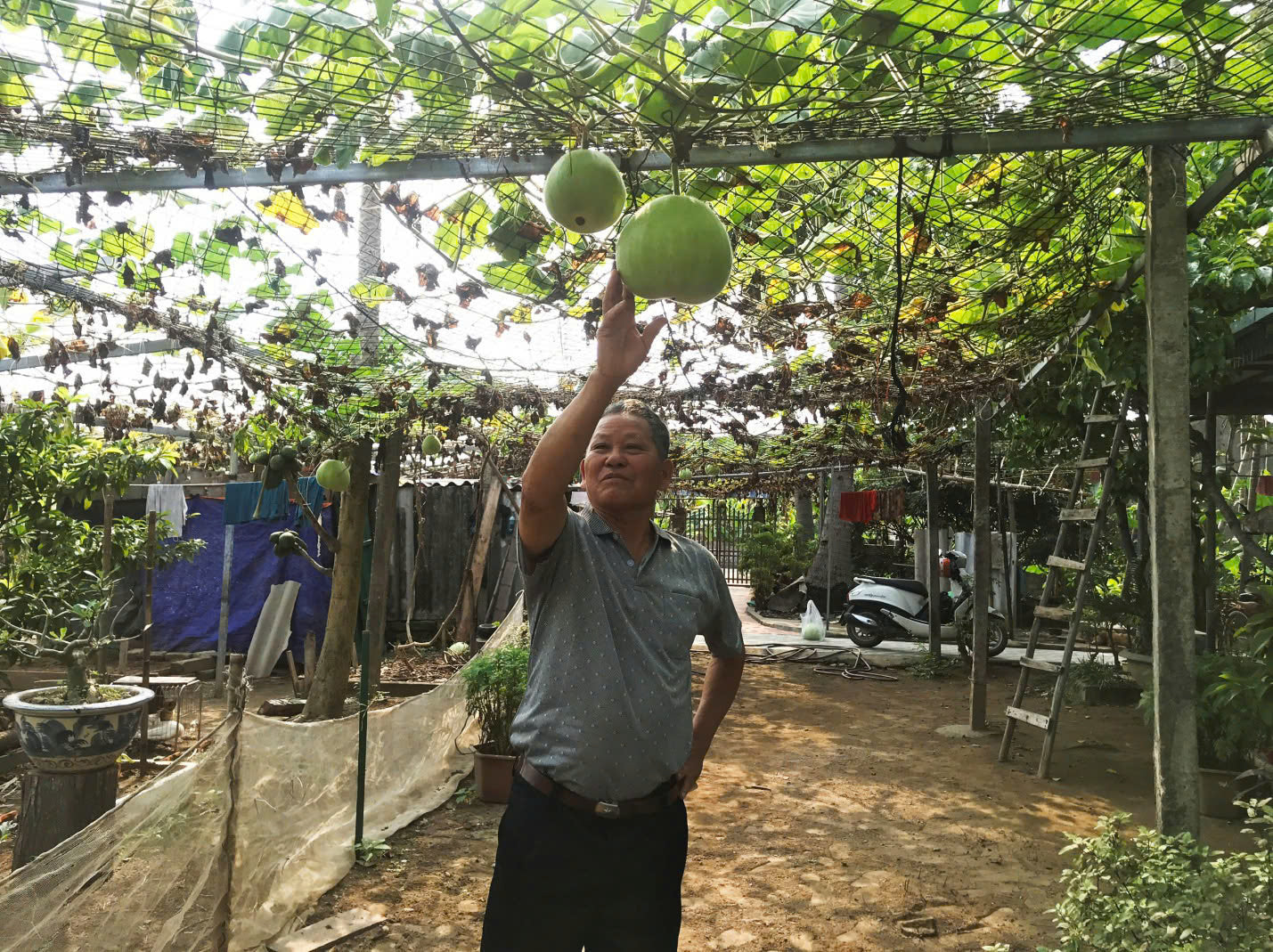 Giant Round Gourd Seeds | Calabash Seeds- Bầu Tròn | Non-GMO, High Yield, Organic