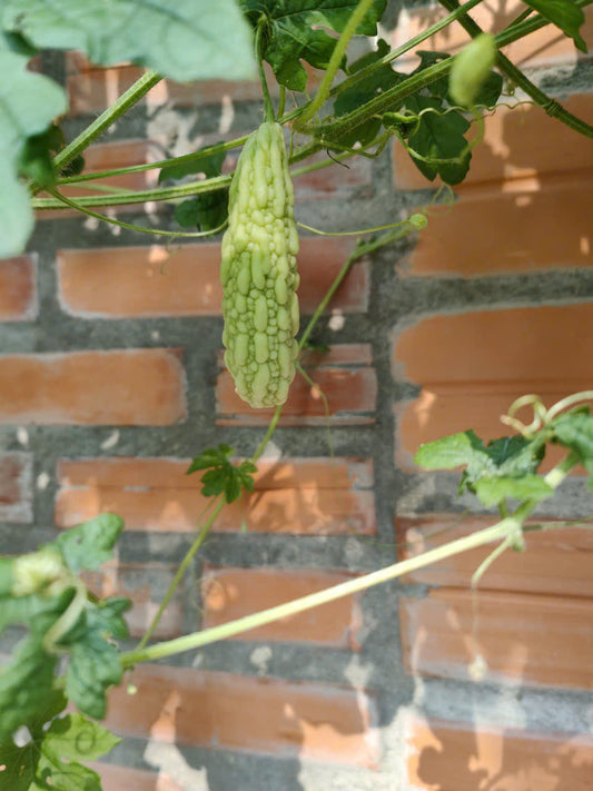 White Bitter Melon Seeds - Heirloom