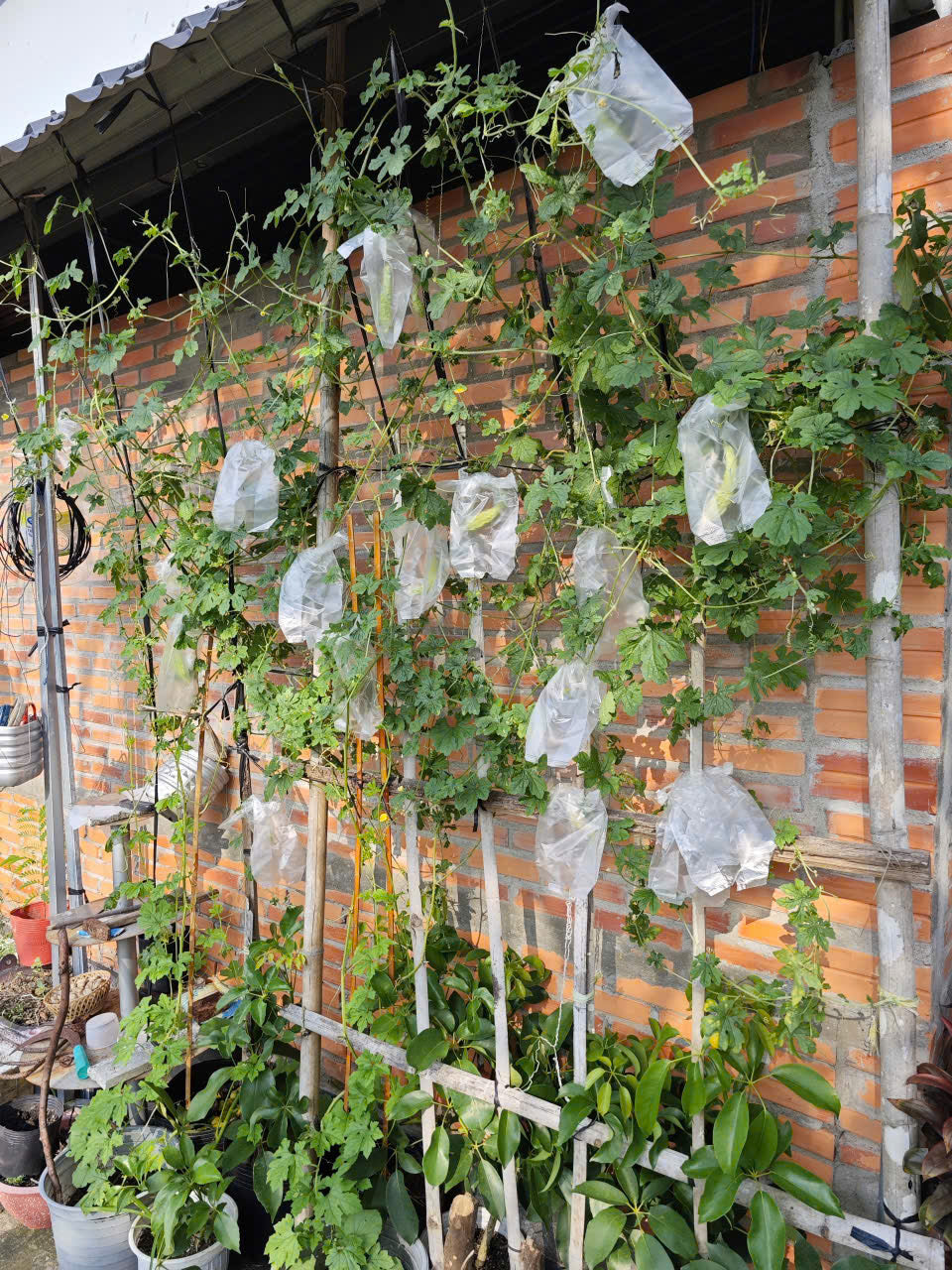 White Bitter Melon Seeds - Heirloom