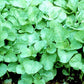 Green Amaranth Seed (Green Leaf), Rau Dền Xanh NON-GMO | Heirloom