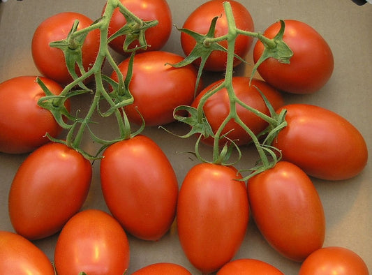 Roma VF Tomato Seeds | NON-GMO | Heirloom