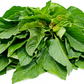 Green Amaranth Seed (Green Leaf), Rau Dền Xanh NON-GMO | Heirloom