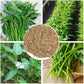Water Spinach (Rau Muống, Ong Choy, Kangkong, Kong Xin Cai) Seeds