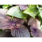 Shiso Seeds (Tía Tô) - Heirloom - Asian Culinary Herb - Non GMO