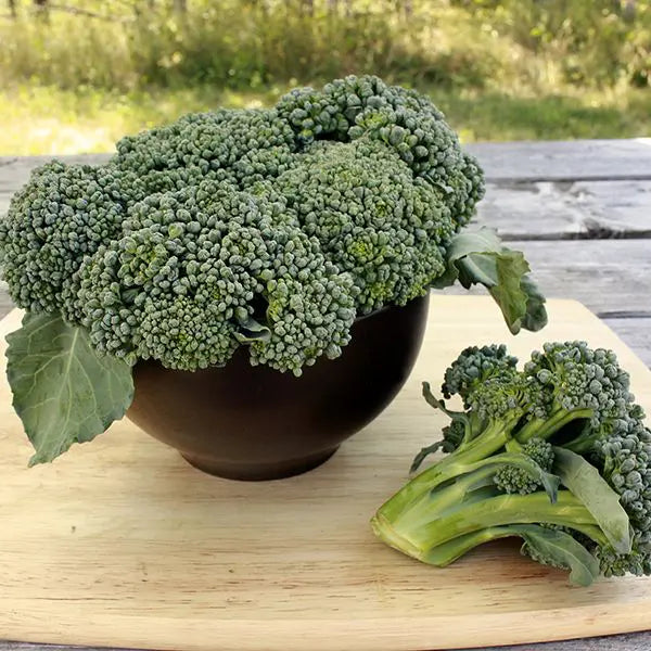 Broccoli Seeds - Waltham 29 Organic
