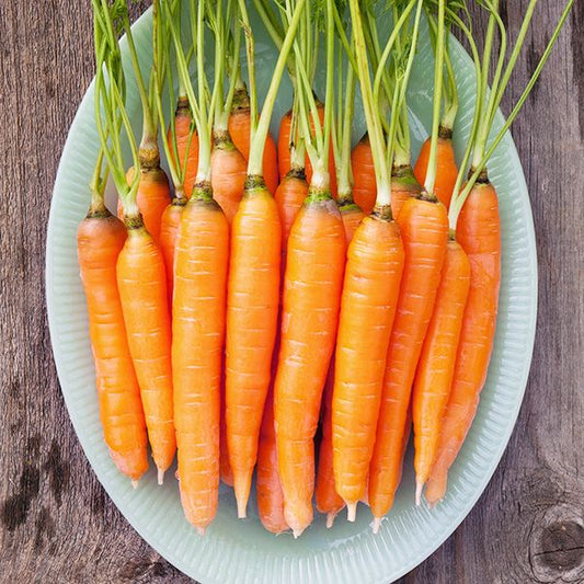 Carrot Seeds - Scarlet Nantes (Organic)