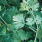 Cilantro Seeds - Slow Bolt (Organic)