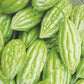 Vietnam Bitter Gourd F1 RD09, Khổ Qua Lùn, Bitter Melon Seeds F1 Non-GMO