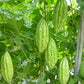 Vietnam Bitter Gourd F1 RD09, Khổ Qua Lùn, Bitter Melon Seeds F1 Non-GMO
