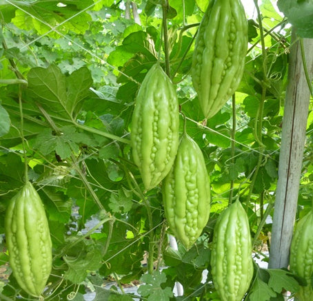 Vietnam Dwarf Bitter Melon Seeds, Khổ Qua Lùn, Bitter Melon Seeds F1 Non-GMO