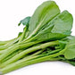 Yu Choy - Jung Green Seeds, Cải Ngọt, Heirloom Non-GMO