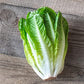 Lettuce Seeds - Romaine - Parris Island Cos