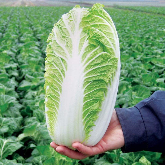 Napa Michihili Heading Seeds- Cabbage Seeds - Heirloom - GMO
