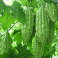 Vietnam Bitter Gourd F1 RD09, Khổ Qua Lùn, Bitter Melon Seeds F1 Non-GMO