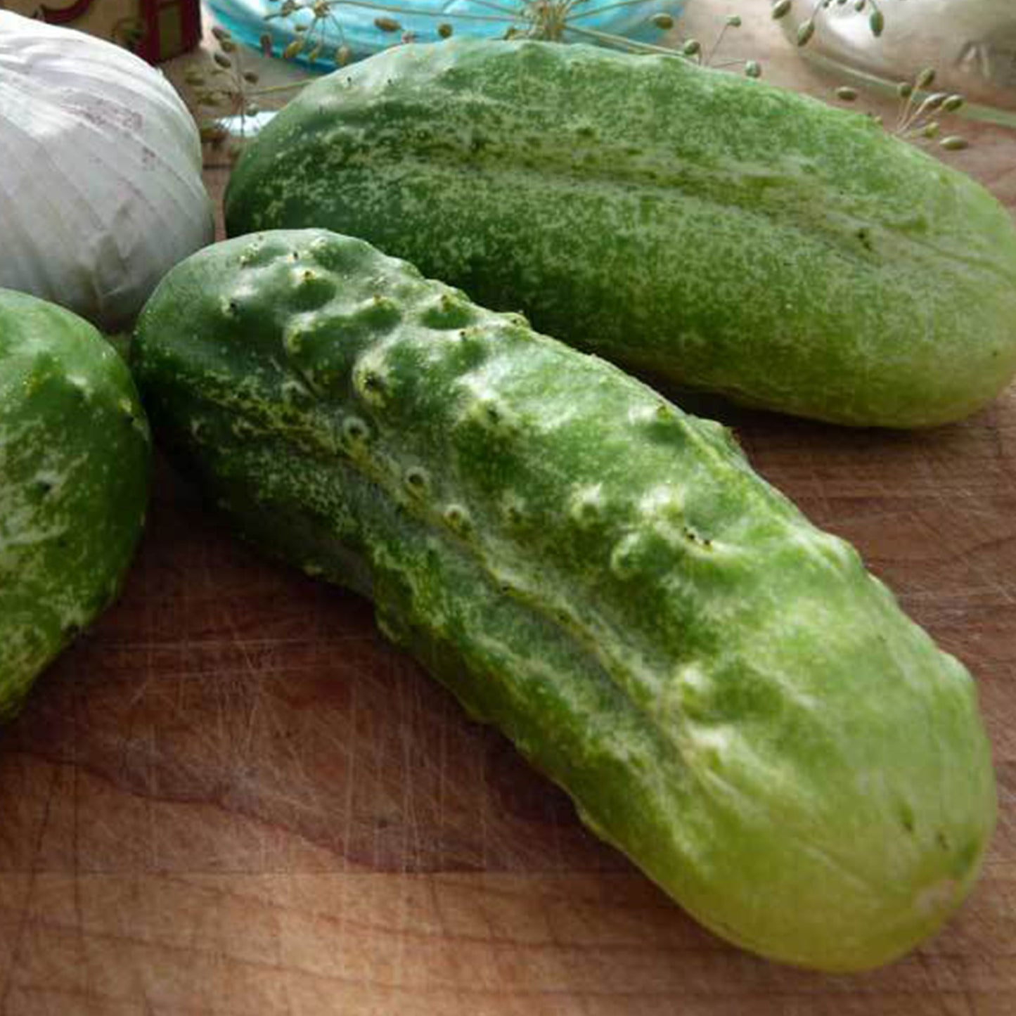 Cucumber Seeds - Boston Pickling - Organic