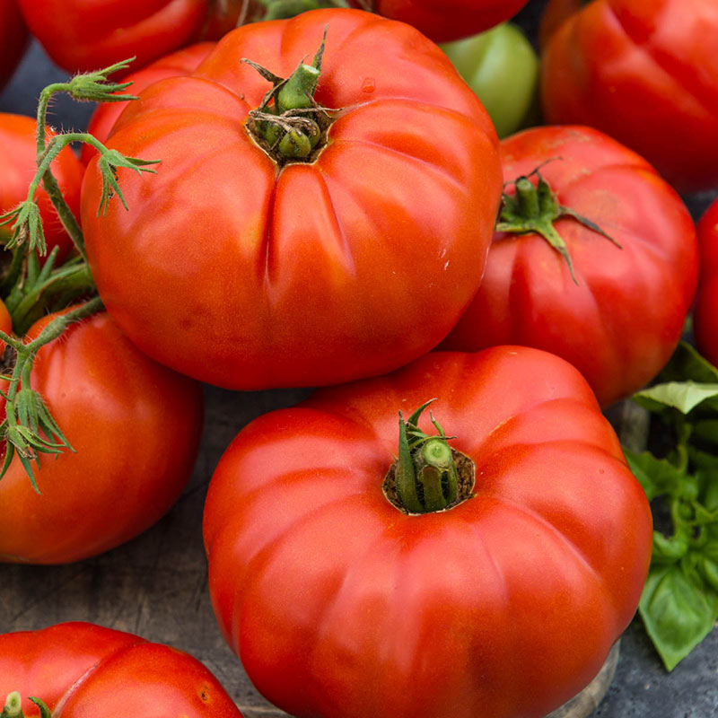牛排番茄種子|非基因改造 |傳家寶