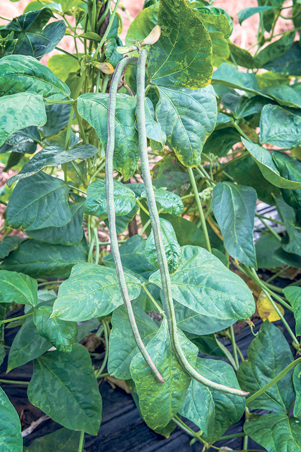 snake beans plant Yard Long Green Bean Seeds, Đậu Đũa Leo