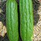 Vietnam Bitter Gourd, Khổ Qua Mỡ Trái Dài, Bitter Melon Seeds F1 Non-GMO