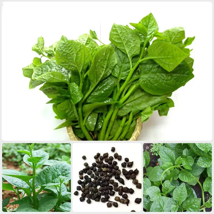50+ Organic Green Malabar Spinach Seeds – Big Leaves, Ceylon/Mồng Tơi, NON-GMO, 2025 Harvest