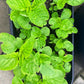 Green Amaranth Seed (Green Leaf), Rau Dền Xanh NON-GMO | Heirloom