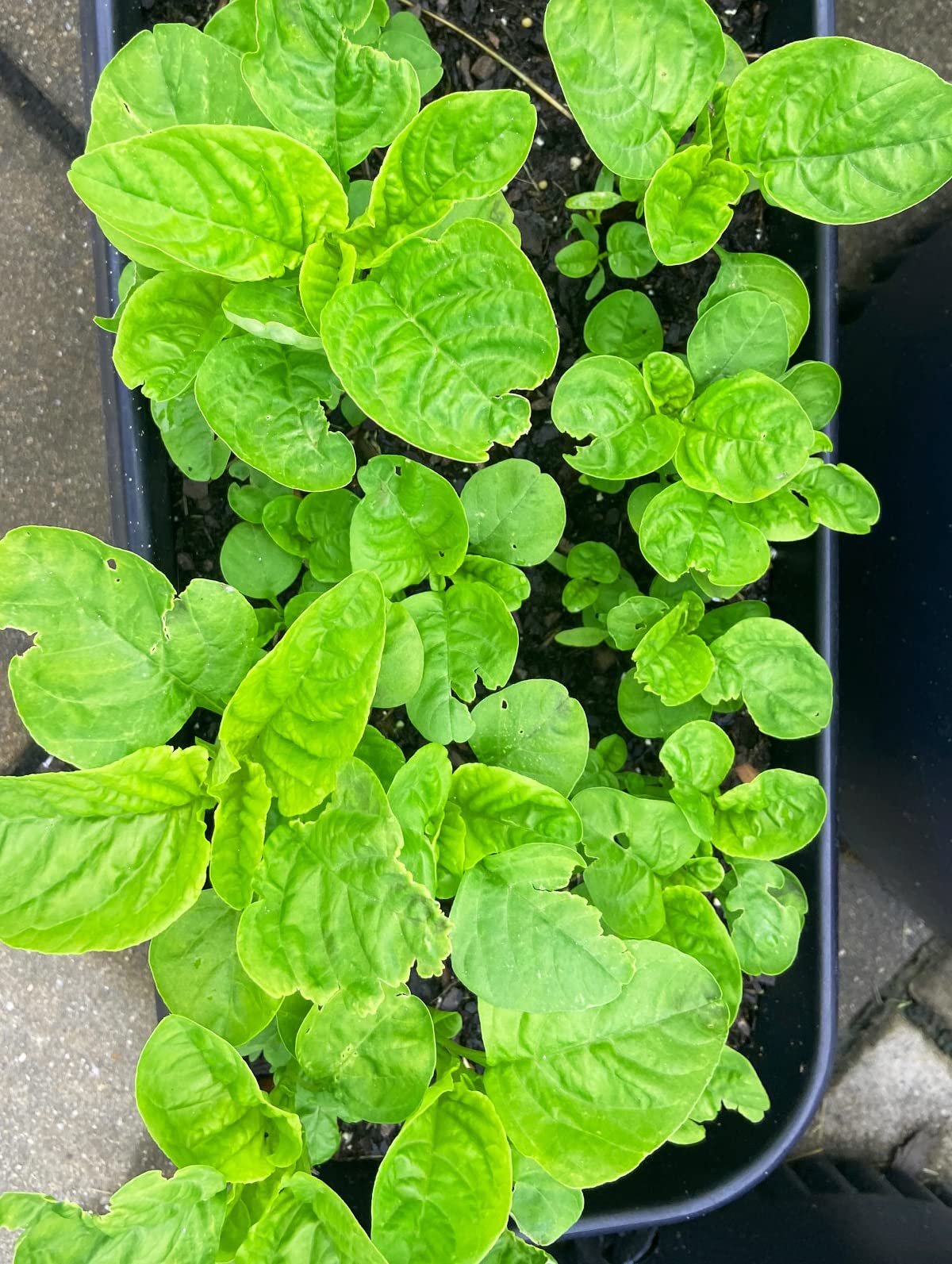 Green Amaranth Seeds,Spinach Seeds, (White Leaf) Rau Dền Xanh NON-GMO | Heirloom