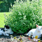 Catnip Seeds