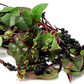 Red Malabar Spinach Seeds (Mồng Tơi Đỏ) - Heirloom, Non-GMO