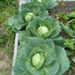Golden Acre Cabbage Seeds | NON-GMO | Heirloom