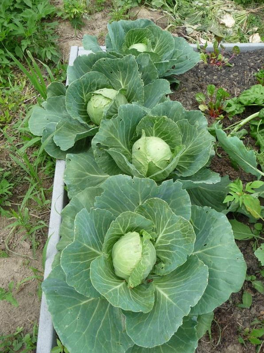 Golden Acre Cabbage Seeds | NON-GMO | Heirloom